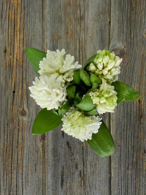  WHITE HYACINTH